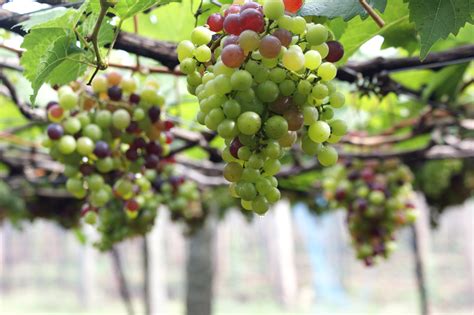 growing grapes in brisbane